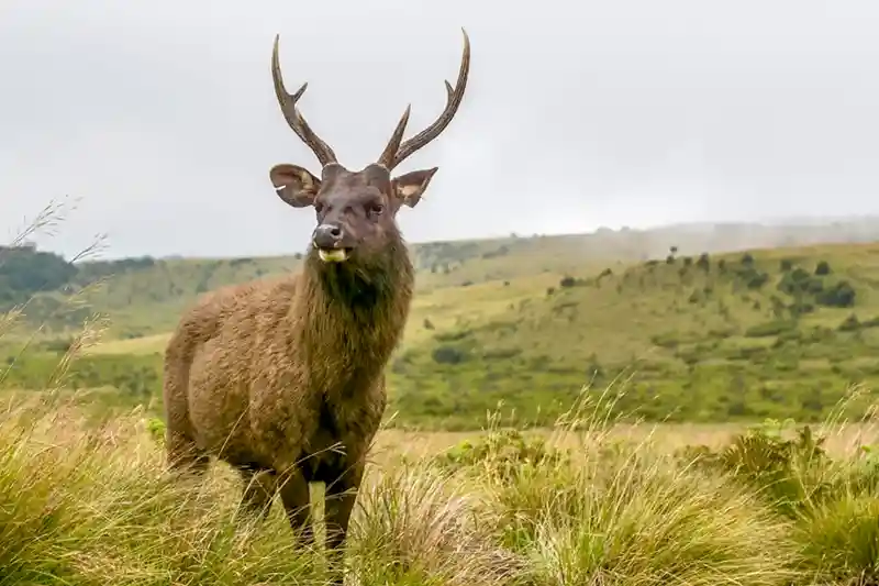 Horton Plains