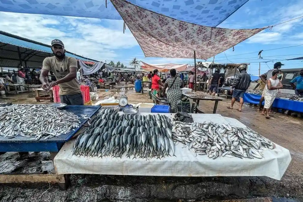 Fish Market