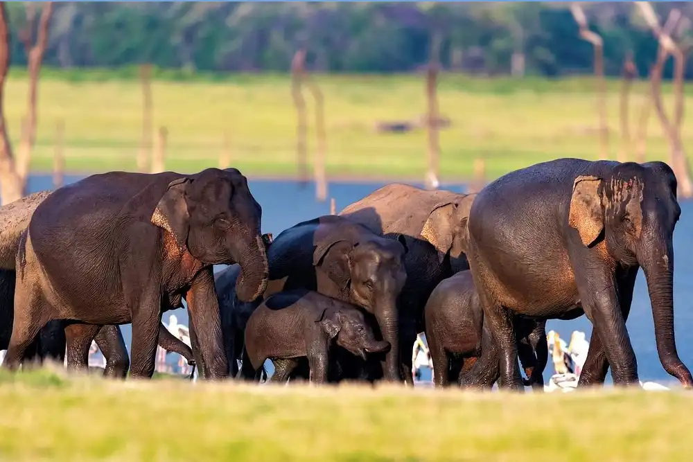 Kaudulla Wildilife