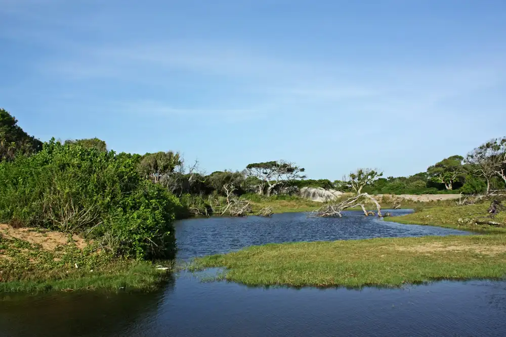 Migratory Birds