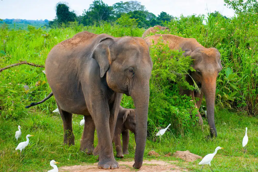Wildlife